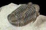 Gerastos Trilobite Fossil - Foum Zguid #69740-4